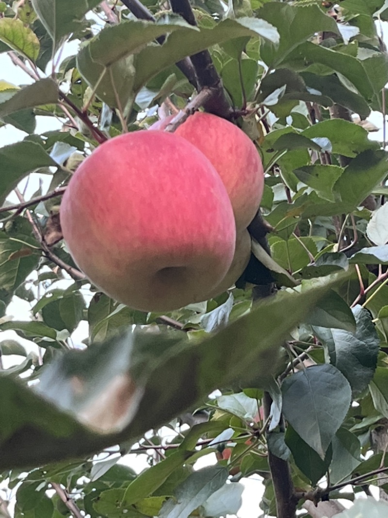 红富士苹果口感脆甜产地直发量大从优
