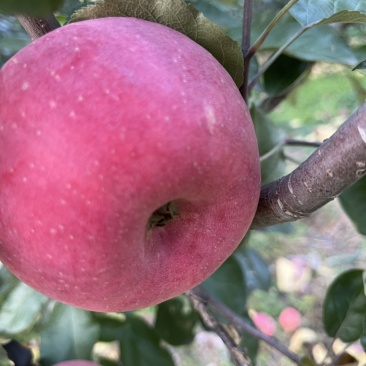 红富士苹果口感脆甜产地直发量大从优