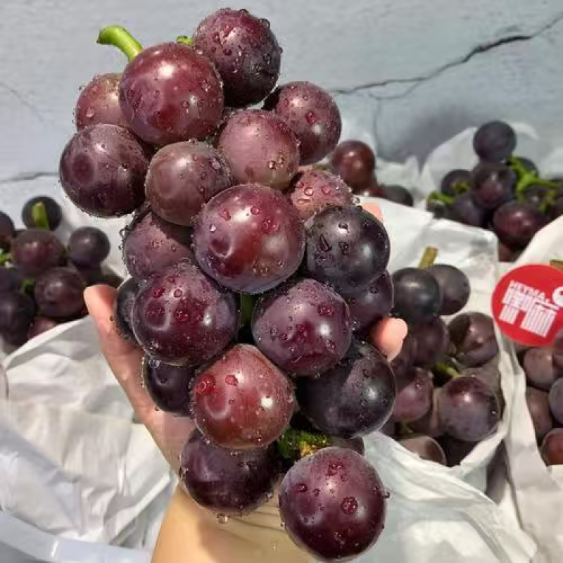 河北饶阳巨峰葡萄乒乓球葡萄维多利亚葡萄整车批发一手货源