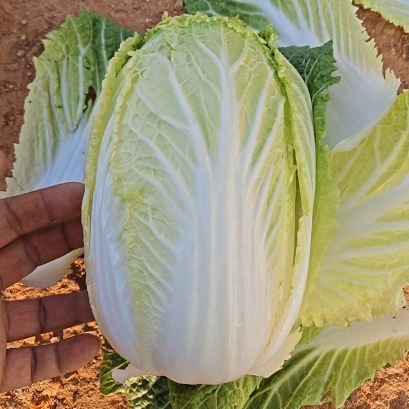 精品娃娃菜，产地直供，一手货源，可视频看货