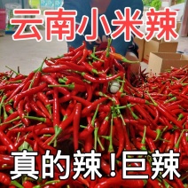 云南小米辣产地直供鲜红香辣大量现货批发全国