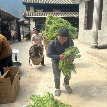 贡菜干条
