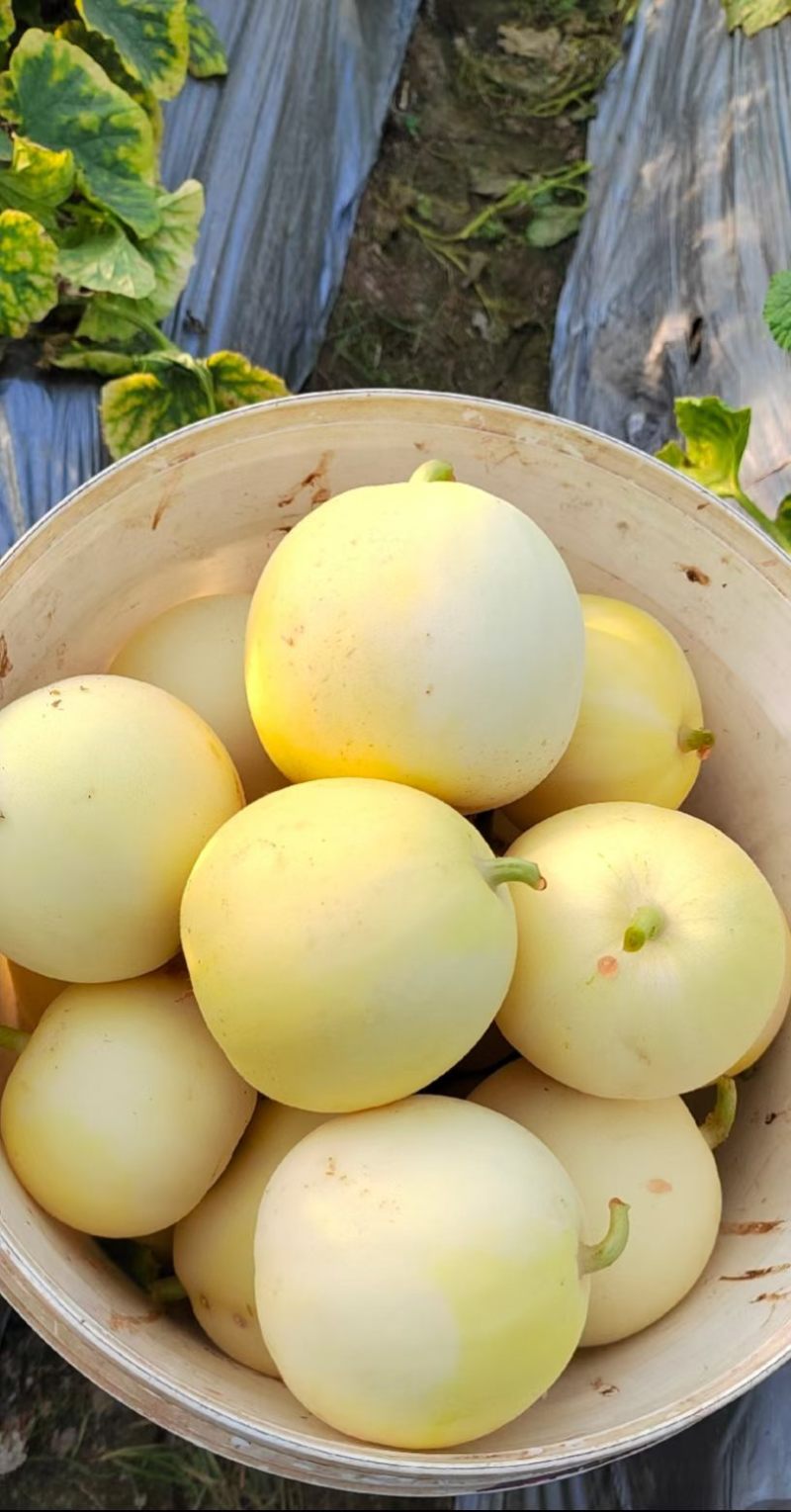 电商，网红品牌，小密蜂甜瓜