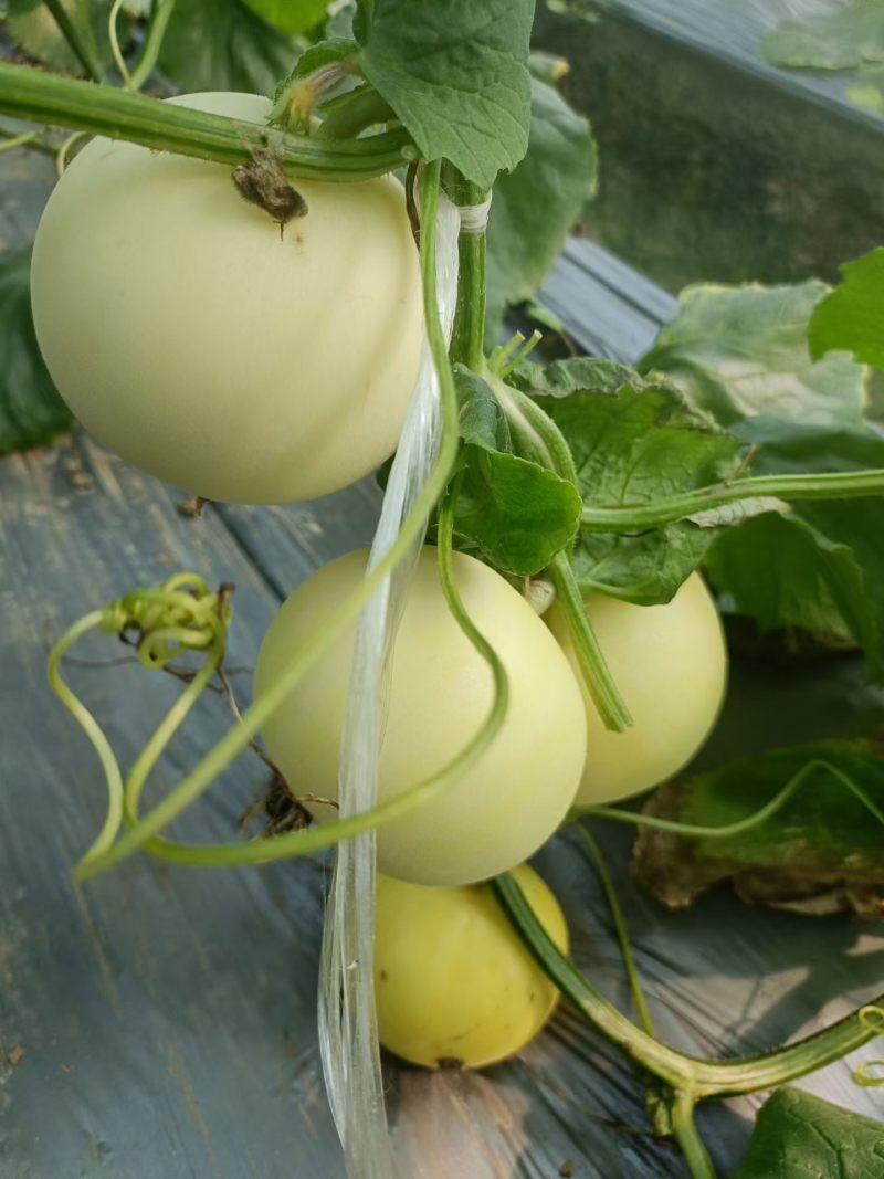 电商，网红品牌，小密蜂甜瓜