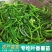 广东正宗吃叶薯苗叶用红薯苗福薯18号