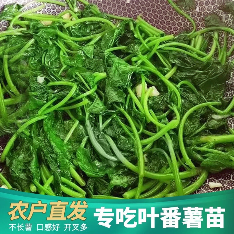 广东正宗吃叶薯苗叶用红薯苗福薯18号