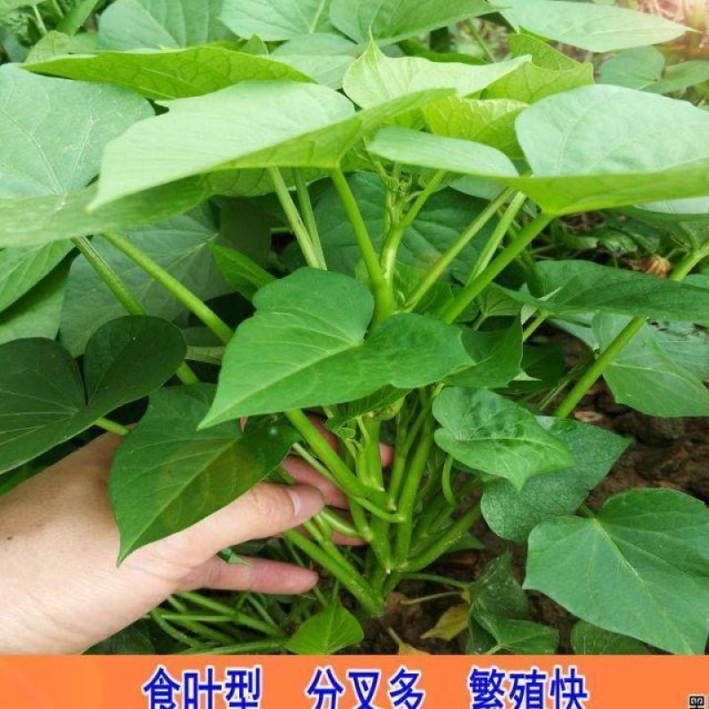 广东正宗吃叶薯苗叶用红薯苗福薯18号