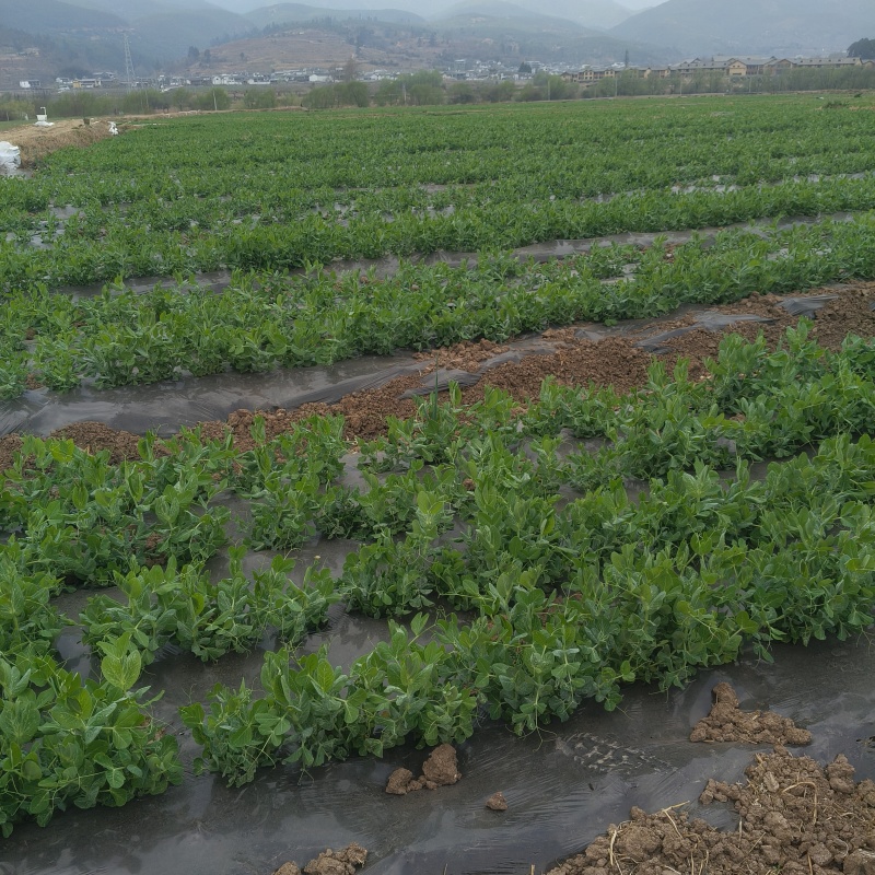 云南高山豌豆尖，基地供应