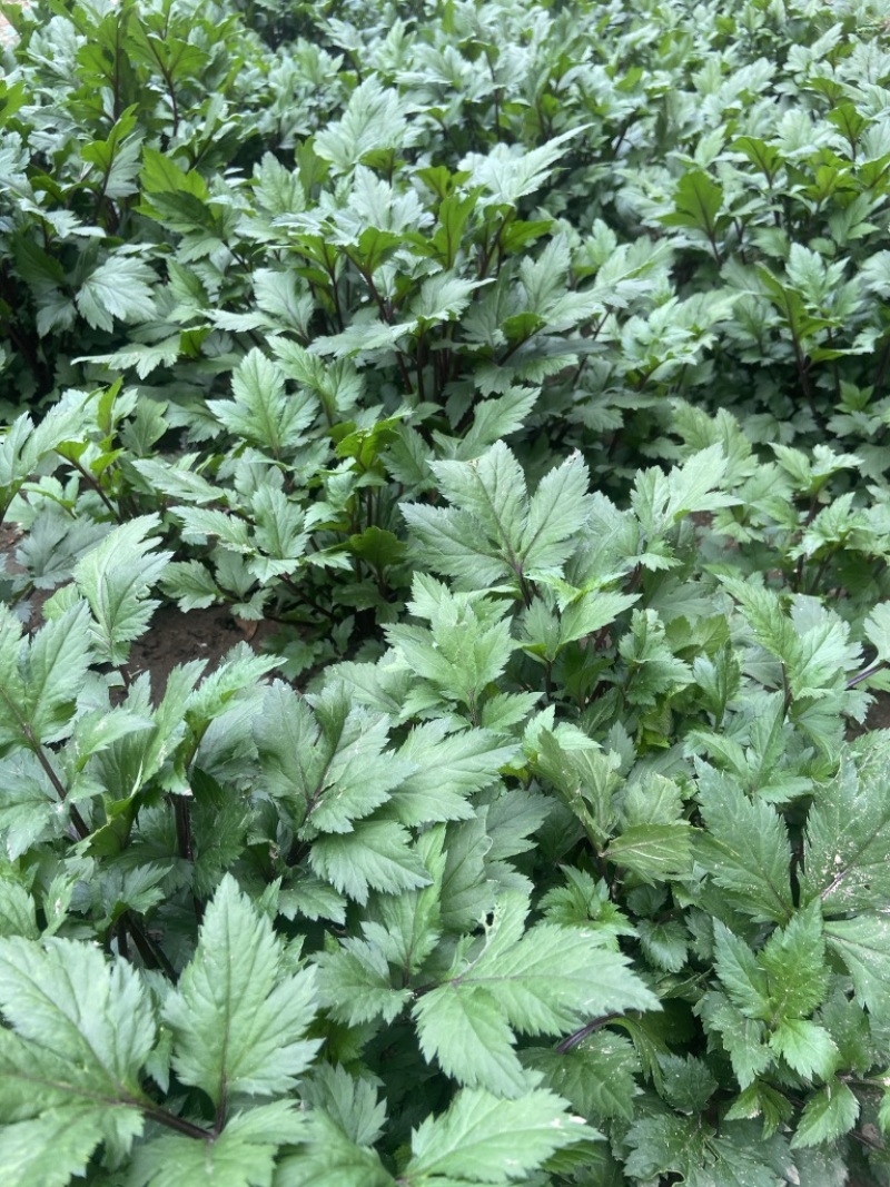 红艾苗珍珠花菜鸭脚艾甜菜种苗