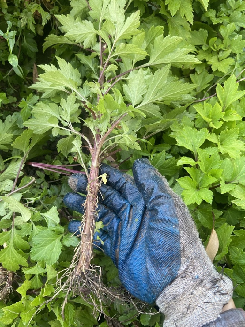 红艾苗珍珠花菜鸭脚艾甜菜种苗
