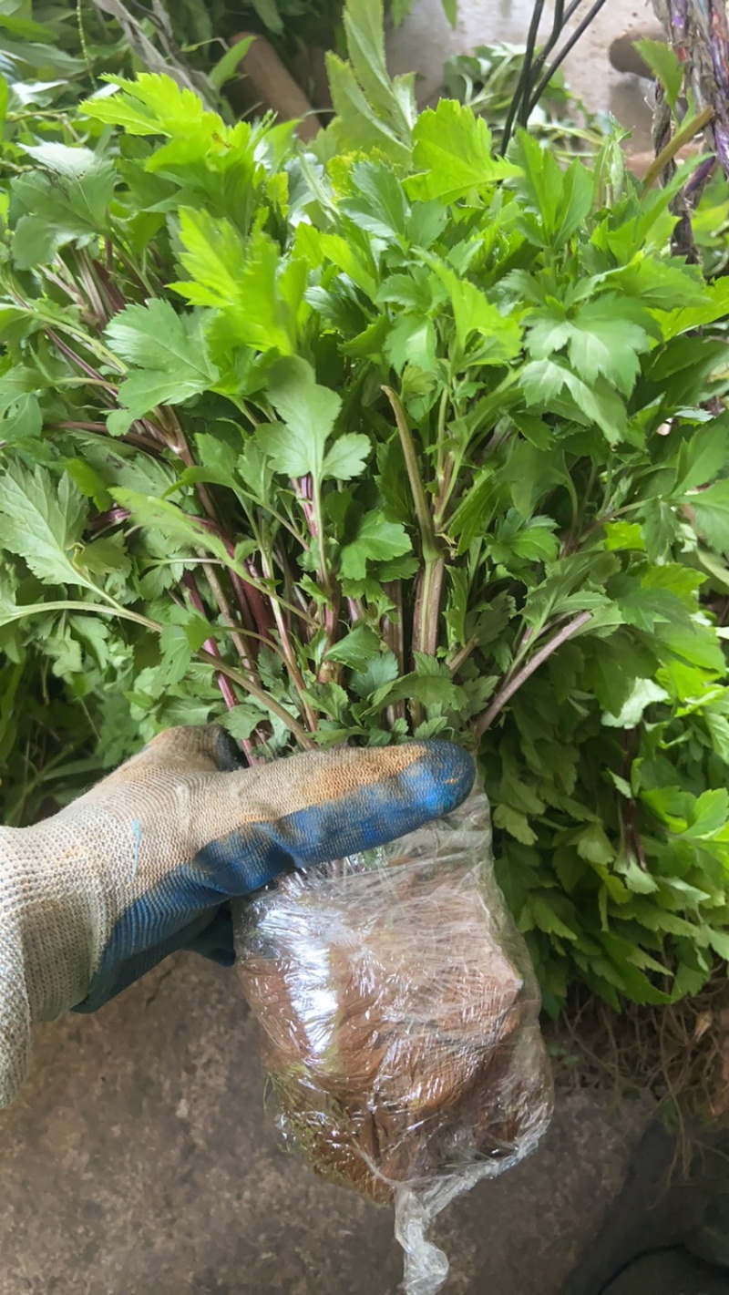 红艾苗珍珠花菜鸭脚艾甜菜种苗