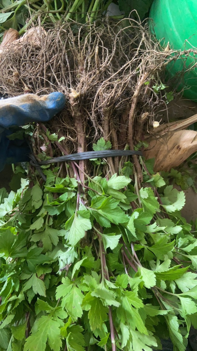 红艾苗珍珠花菜鸭脚艾甜菜种苗