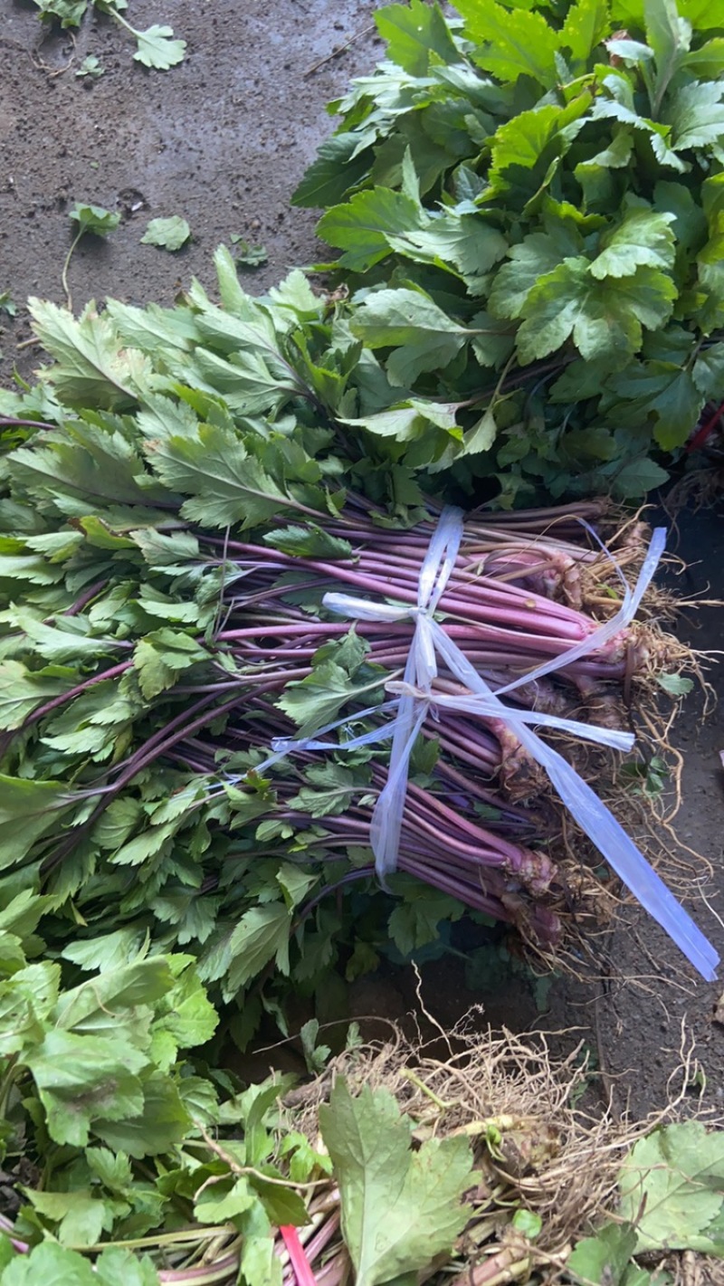 红艾苗珍珠花菜鸭脚艾甜菜种苗