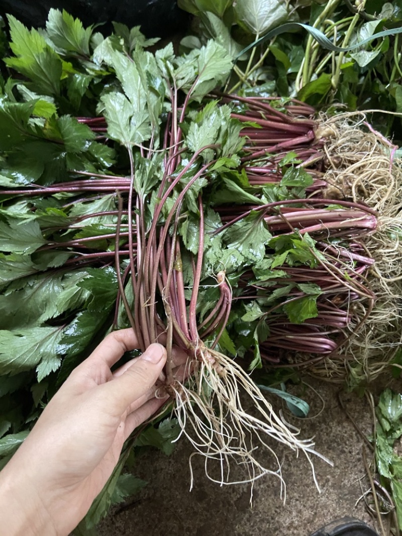 红艾苗珍珠花菜鸭脚艾甜菜种苗