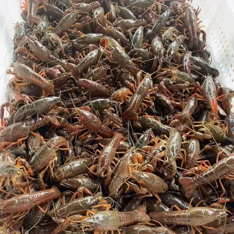 湖北小龙虾产地直发