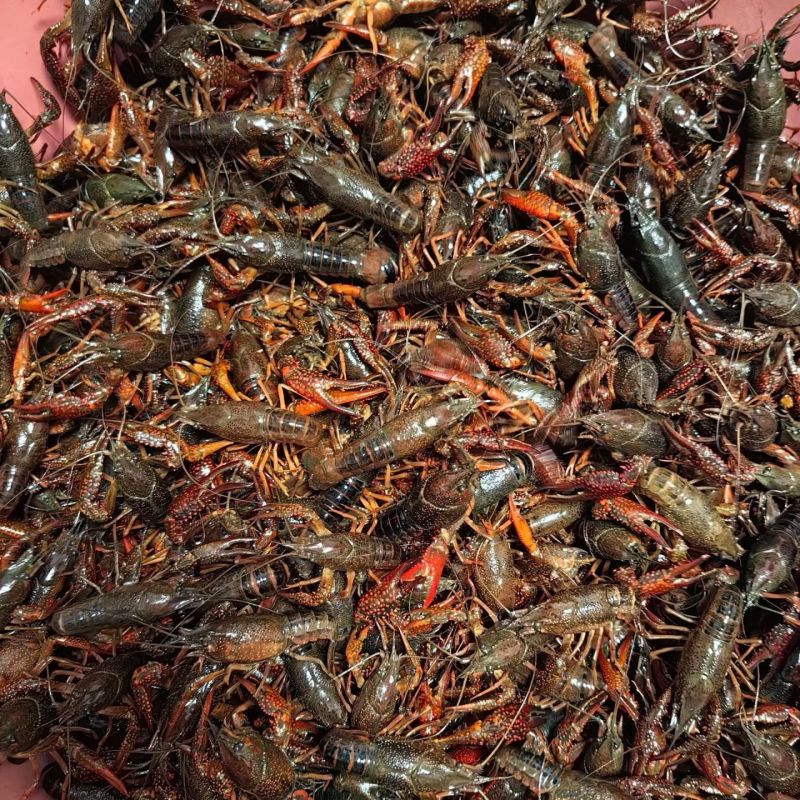 湖北小龙虾产地直发