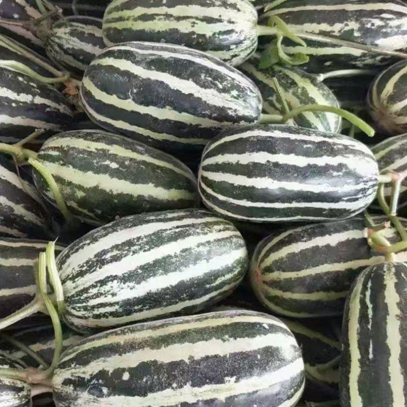 【推荐】精品博洋9甜瓜产地直发量大从优质量保证