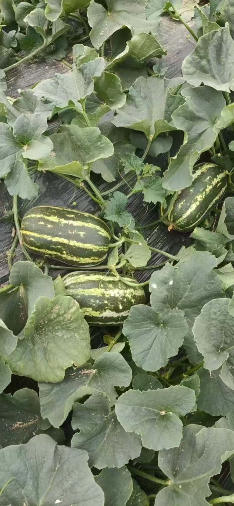 【推荐】精品博洋9甜瓜产地直发量大从优质量保证