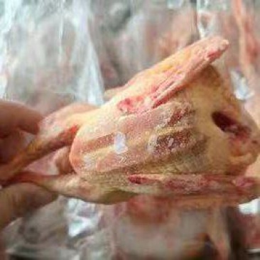 一级5-6两鸽子