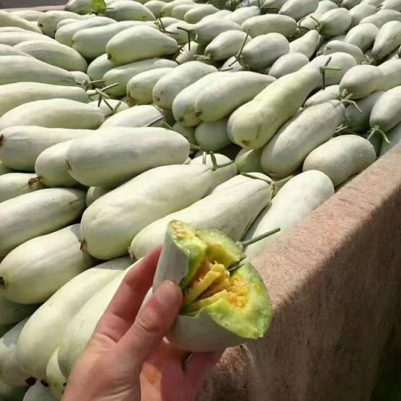 【实力商家】精品羊角蜜甜瓜产地直发新鲜采摘欢迎咨询