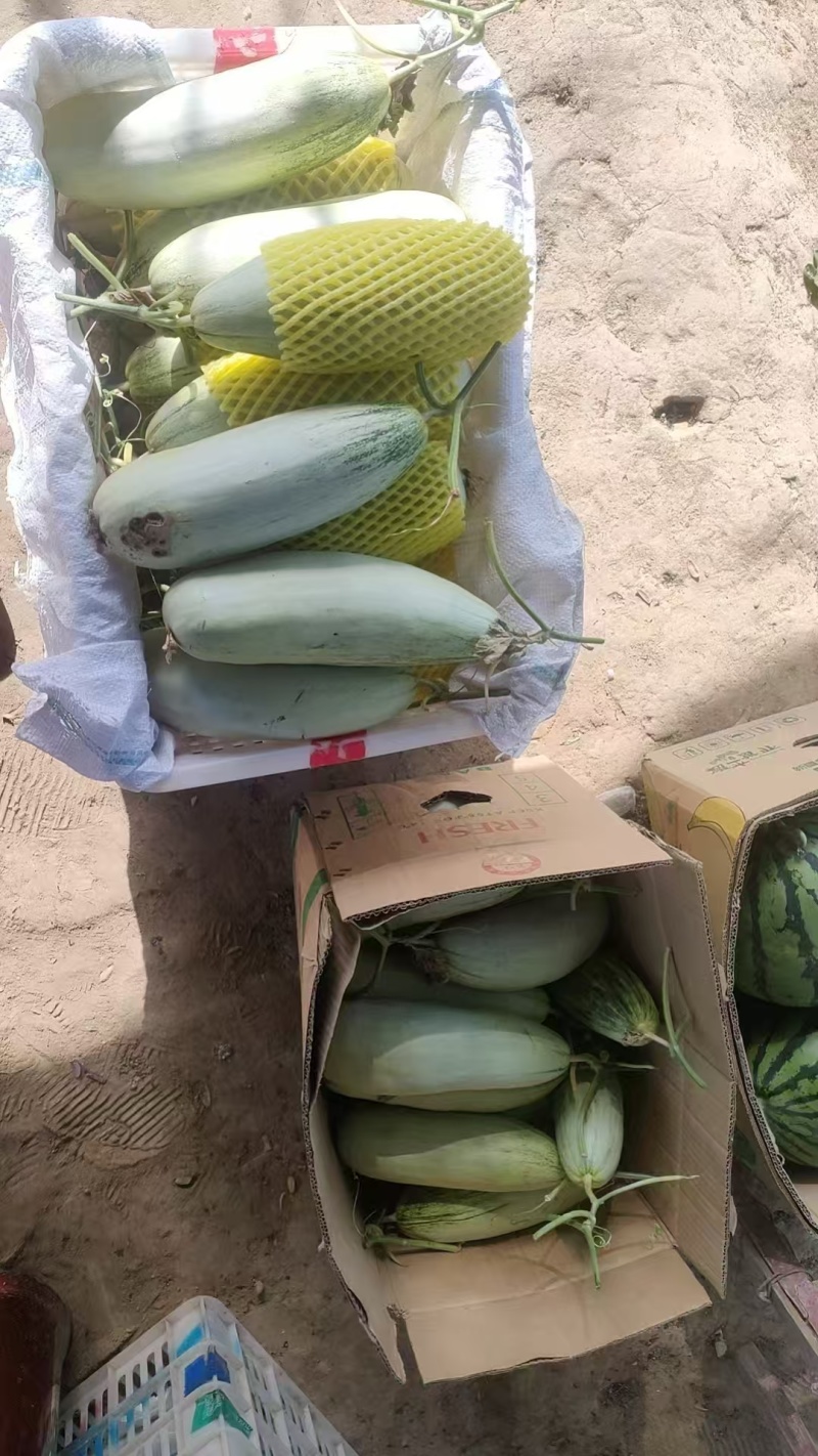 【实力商家】精品羊角蜜甜瓜产地直发新鲜采摘欢迎咨询