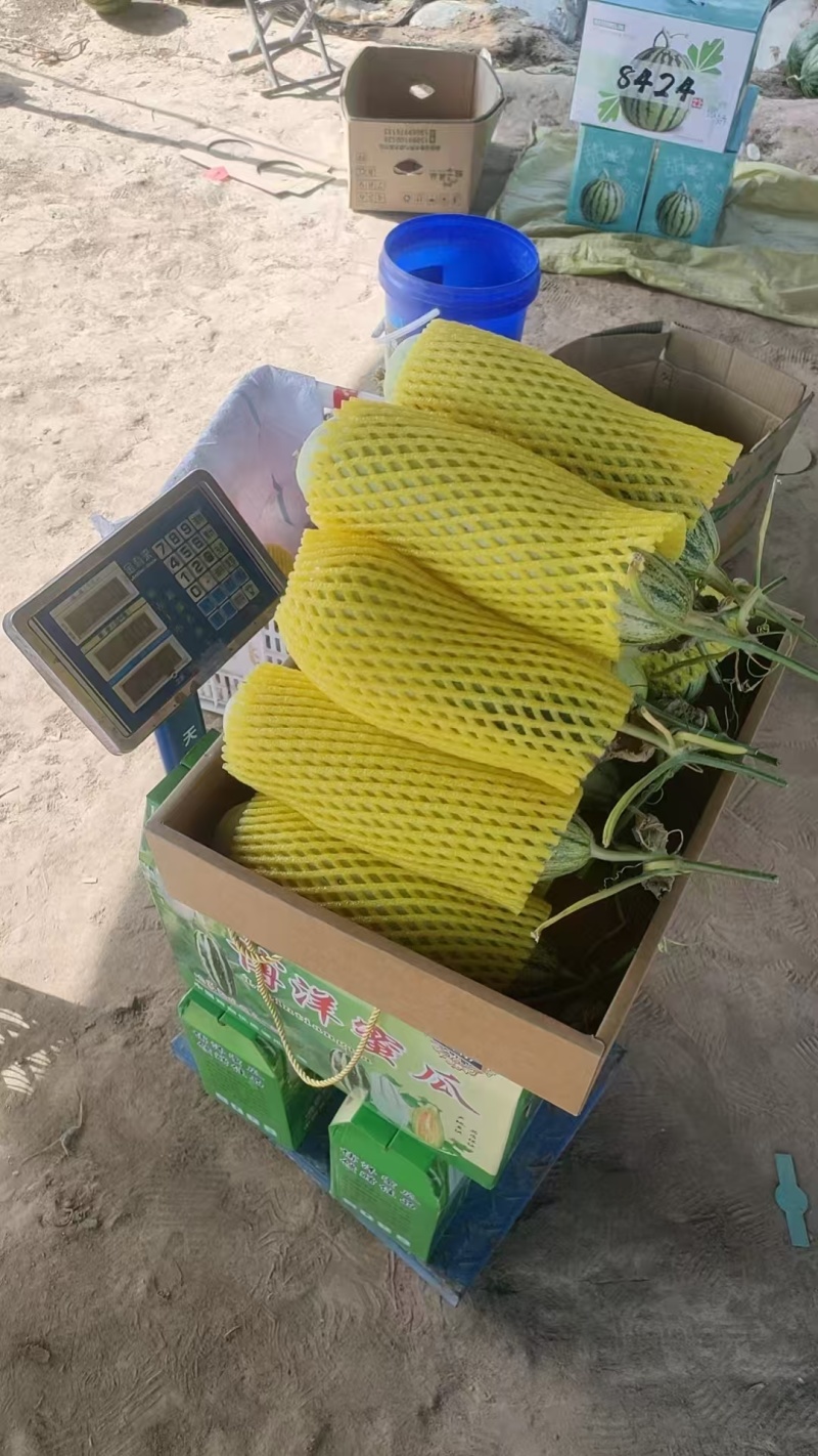 【实力商家】精品羊角蜜甜瓜产地直发新鲜采摘欢迎咨询