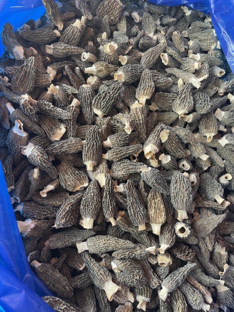 精品羊肚菌