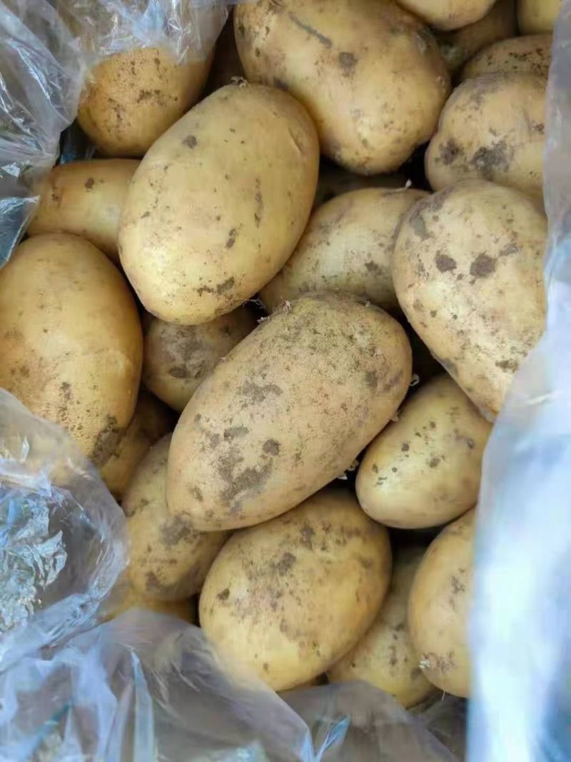 （荷兰十五土豆）226土豆/个头饱满/产地货源保质保量