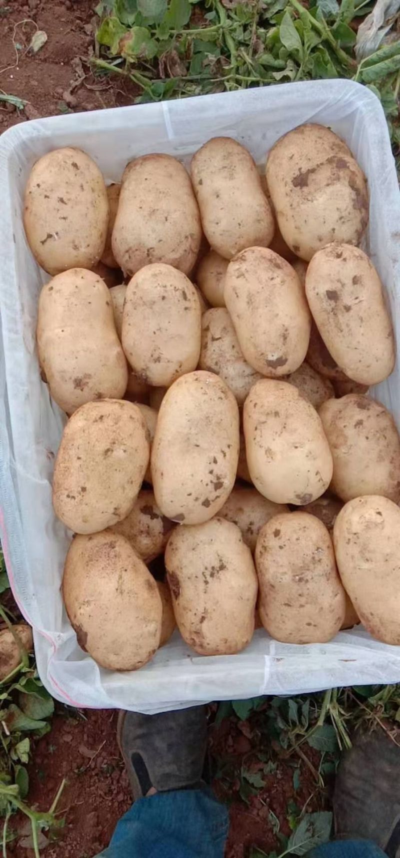 （荷兰十五土豆）226土豆/个头饱满/产地货源保质保量