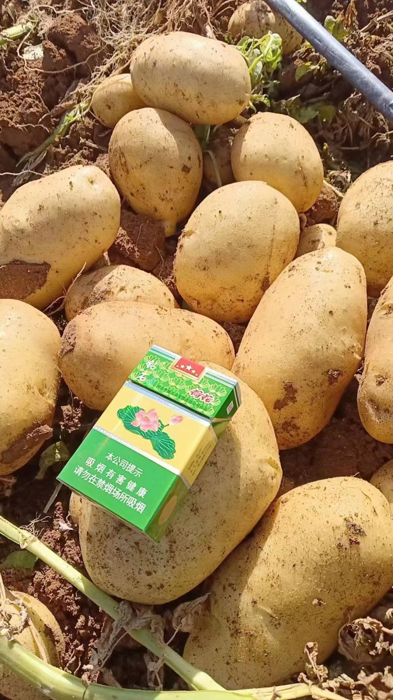 （荷兰十五土豆）226土豆/个头饱满/产地货源保质保量