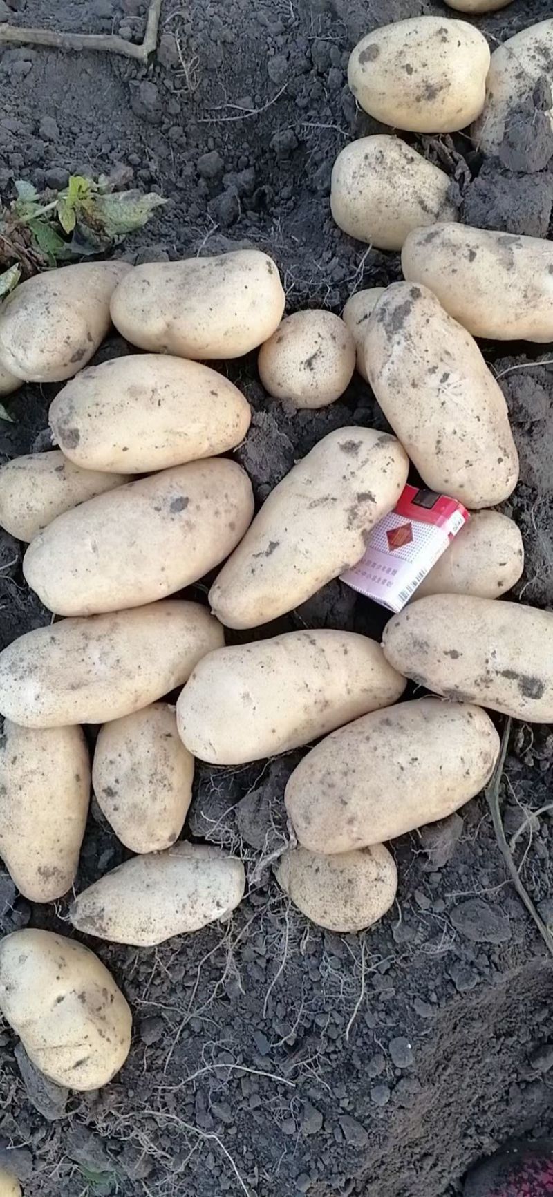 （荷兰十五土豆）226土豆/个头饱满/产地货源保质保量