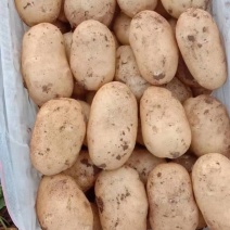 （荷兰十五土豆）226土豆/个头饱满/产地货源保质保量