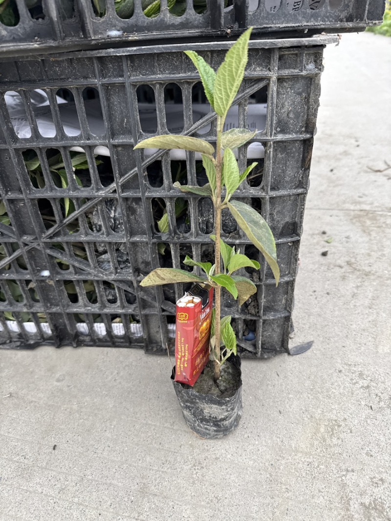 中华木绣球斗球小杯苗