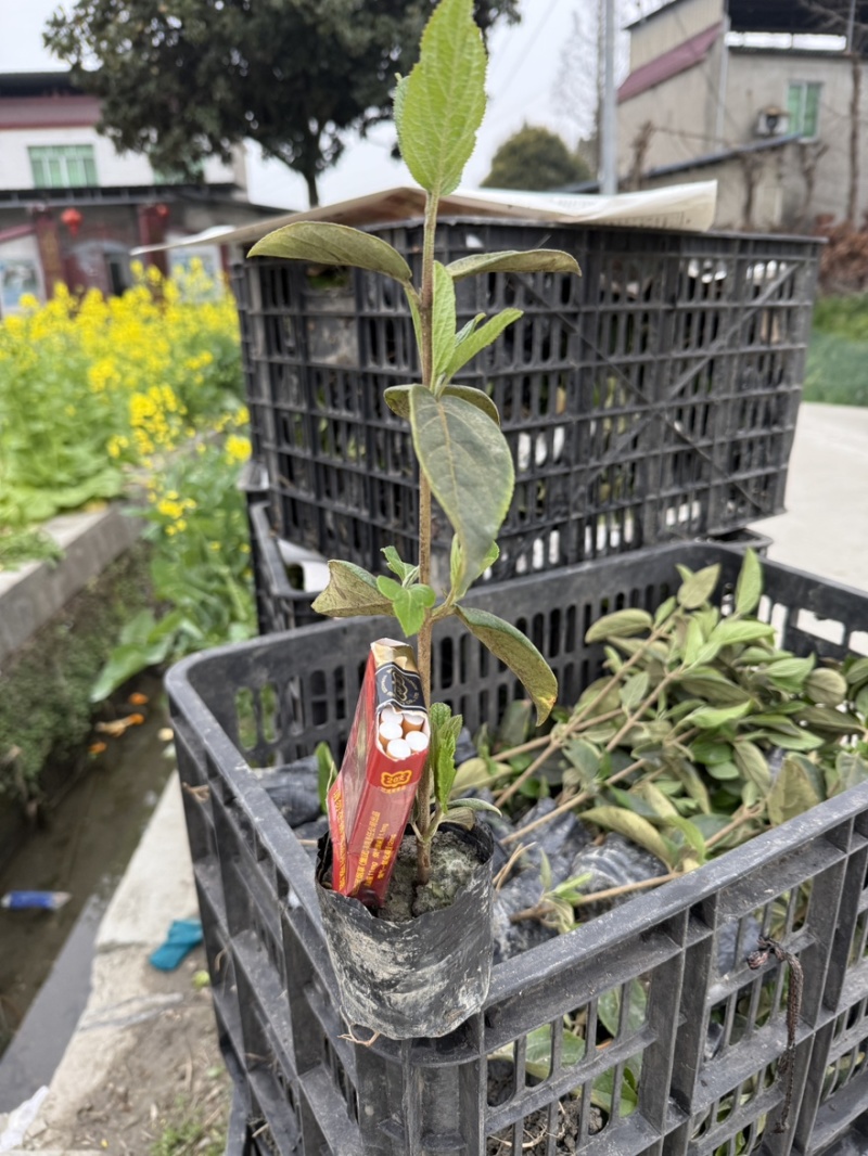 中华木绣球斗球小杯苗