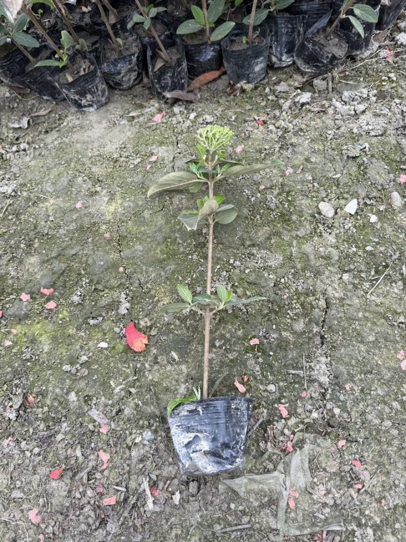 中华木绣球斗球小杯苗