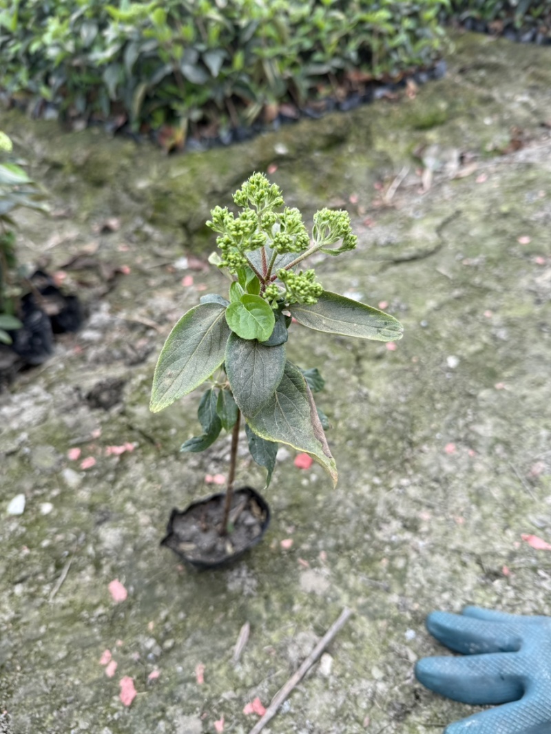 中华木绣球斗球小杯苗