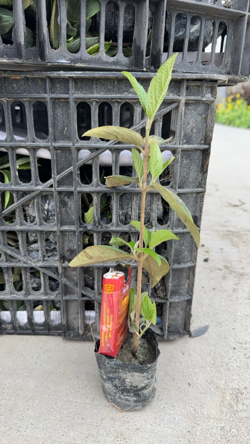 中华木绣球斗球小杯苗