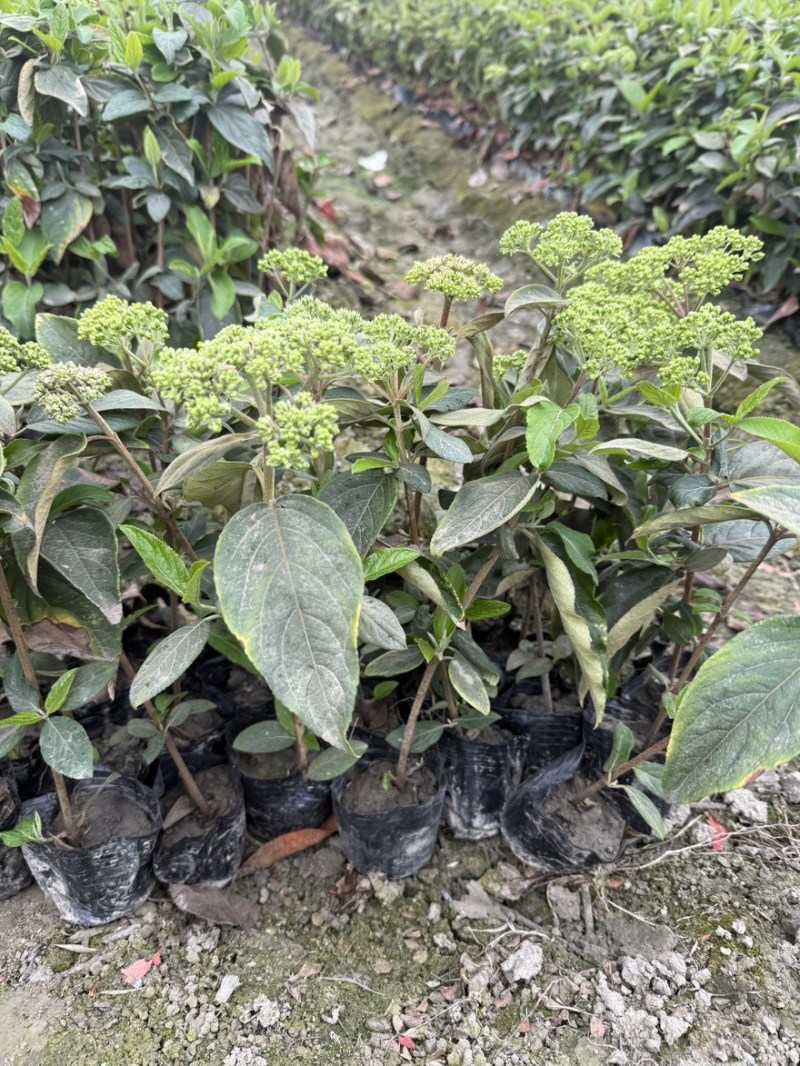 中华木绣球斗球小杯苗