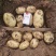 （希森6号土豆）黄心土豆/V7土豆/品种齐全欢迎来电合作