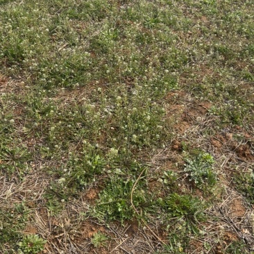 野生荠菜
