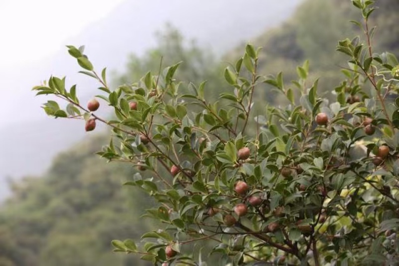 农家山茶油