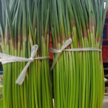 河南红帽蒜苔新鲜上市价格美丽价格美丽对接全国量大从优