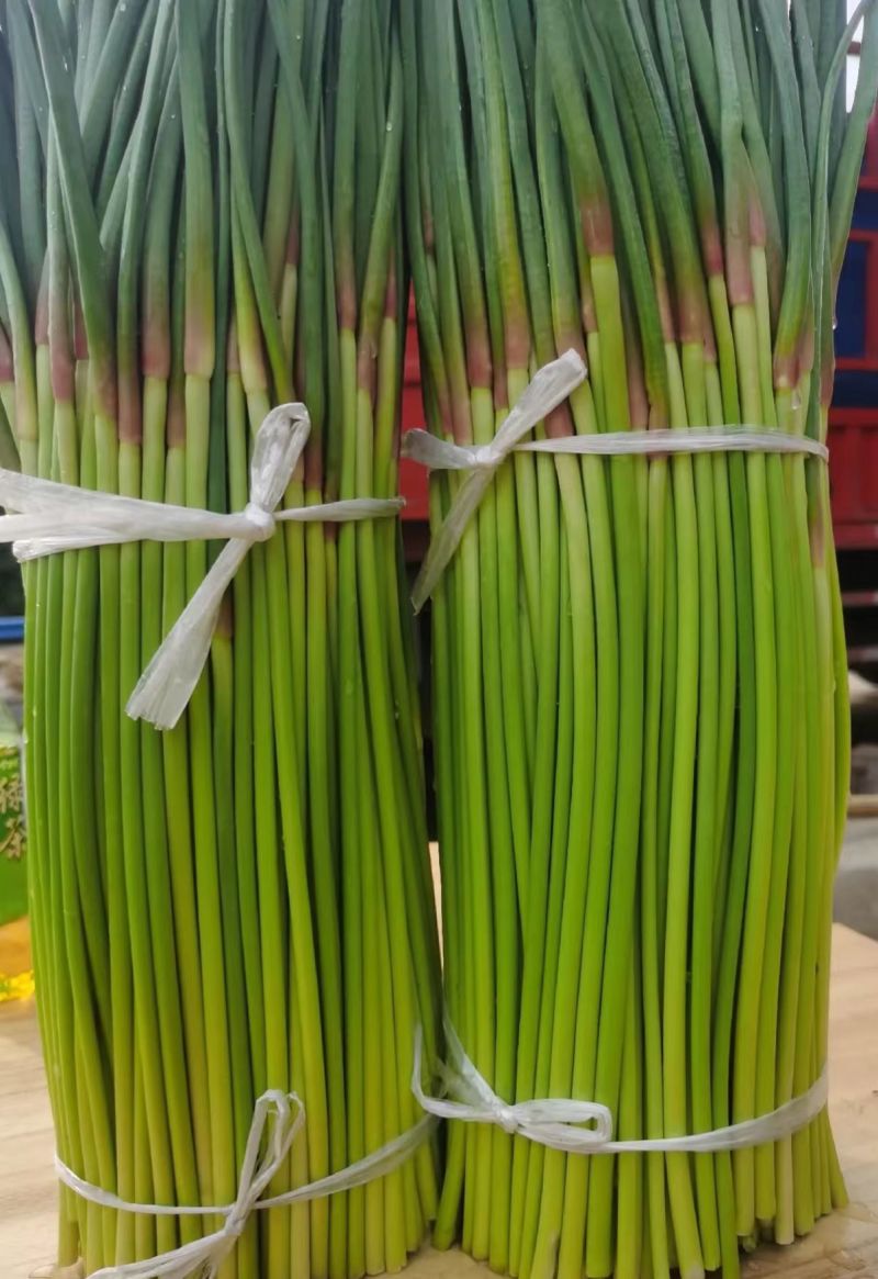 河南红帽蒜苔新鲜上市价格美丽价格美丽对接全国量大从优