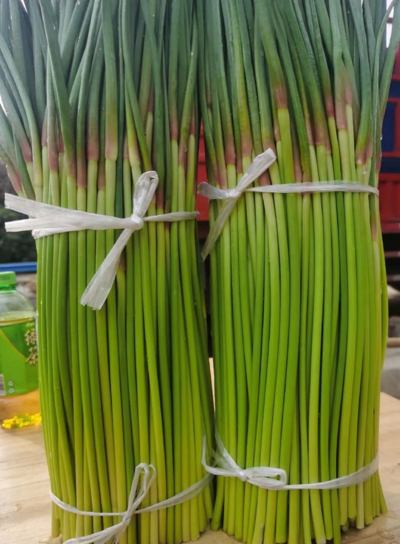 河南红帽蒜苔新鲜上市价格美丽价格美丽对接全国量大从优