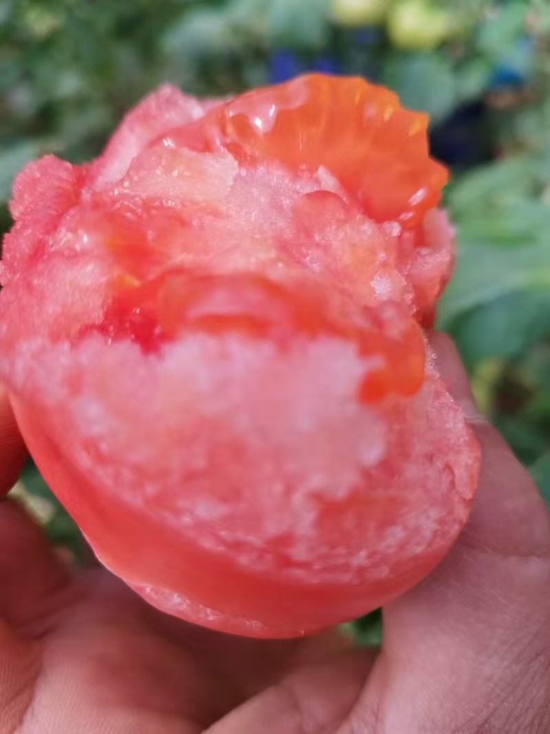 泾阳普罗旺斯西红柿