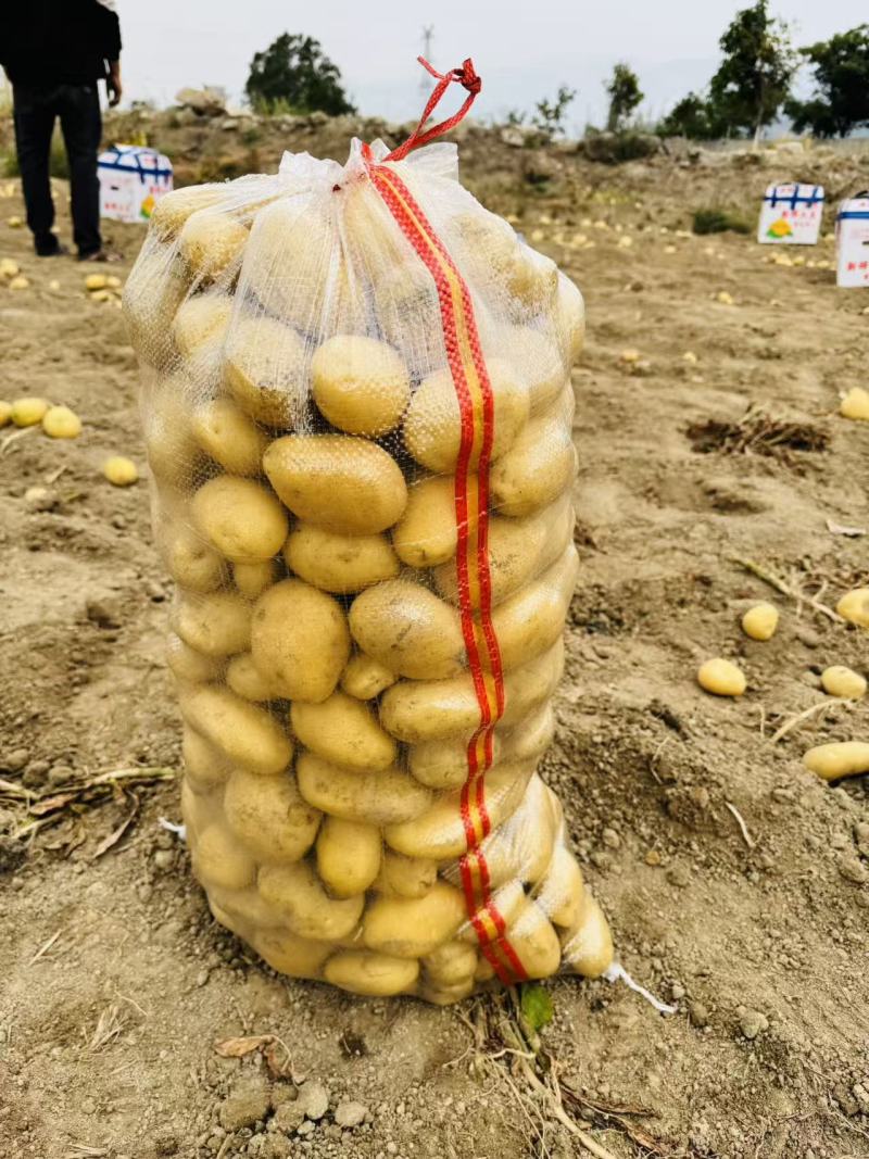 （V7土豆）黄心土豆/希森6号/沙地种植/保质保量发货