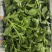 特菜田七菜，精品货，全国发货，常年供应