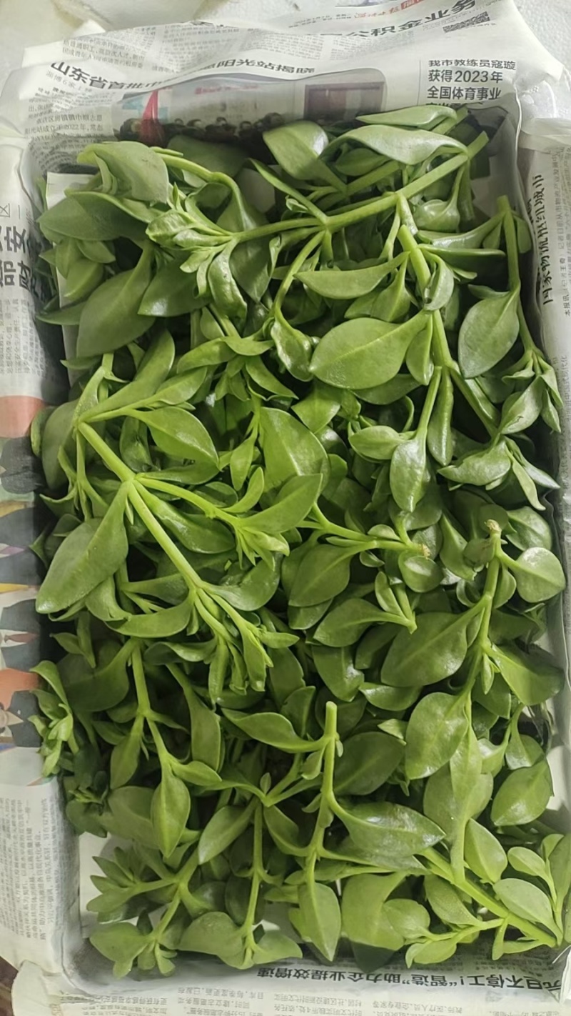 特菜田七菜，精品货，全国发货，常年供应