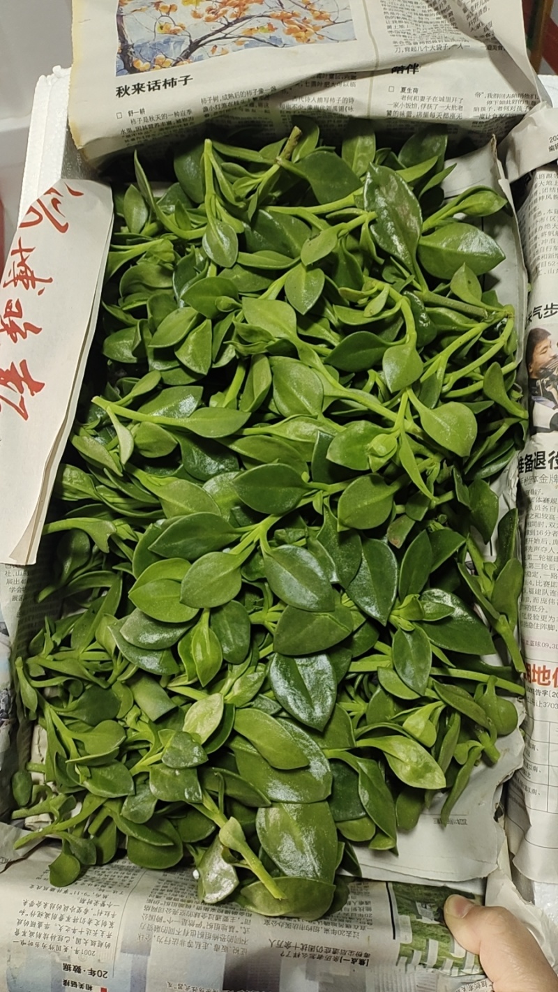 特菜田七菜，精品货，全国发货，常年供应