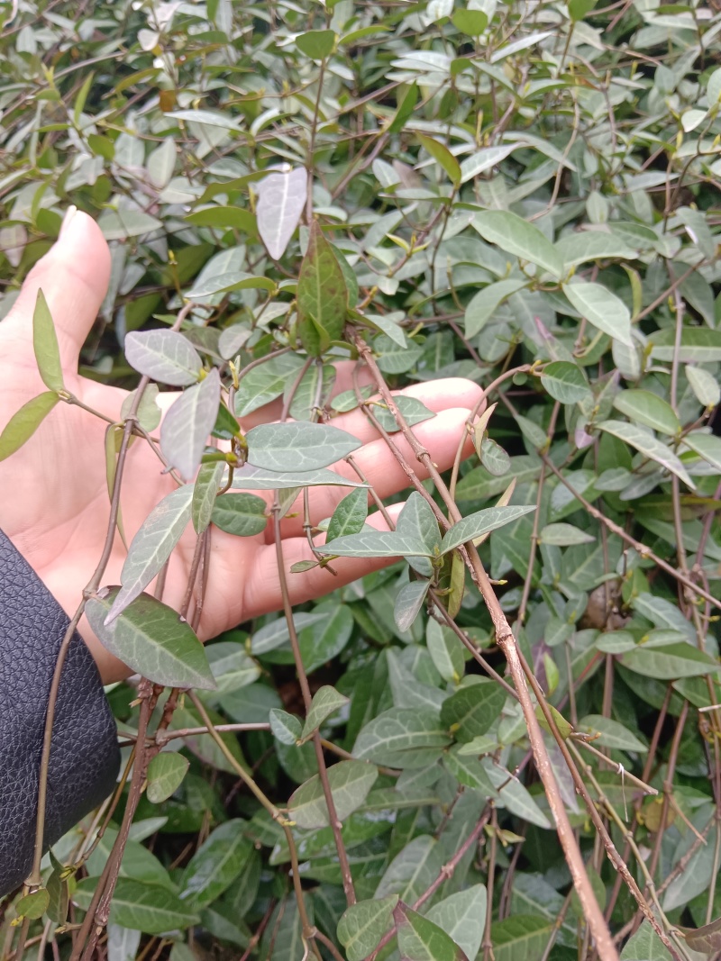 络石藤中药界不可缺少的药材之一
